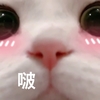 萌宠 喵星人 啵 啵唧一口 呆萌 可爱