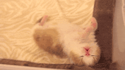小奶 猫咪 猫 可爱 ~~~ 睡梦 萌 gif