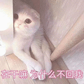 萌宠 猫咪 猫 在干嘛 为什么不回我 撩