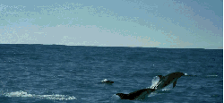 地球神秘岛屿 纪录片 表演 跳 鲸鱼