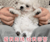 萌宠 汪星人 爱我的话 给我回答 呆萌 活泼