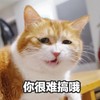 萌宠 猫星人 你很难搞哦 呆萌 搞怪