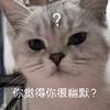 萌宠 猫星人 你觉得你很幽默 好奇 呆萌 可爱