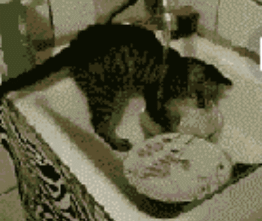猫咪 水龙头 水池子 瓷砖