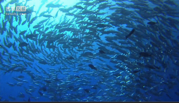 深海奇探 鱼群 回旋 湛蓝