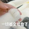 萌宠 喵星人 一切都交给你了 靠你了 憨憨 搞怪