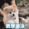 狗 宠物 萌宠 我想游泳 soogif soogif出品
