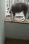 狗狗 窗户  搞笑 可爱