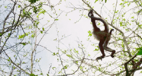地球脉动 攀爬 熟练 纪录片 蜘蛛猴