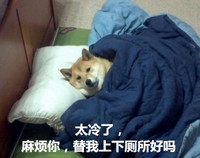 柴犬 睡觉 黑夜 太冷了麻烦你替我上下厕所好吗