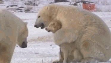 北极熊 汪星人 保护 挣扎
