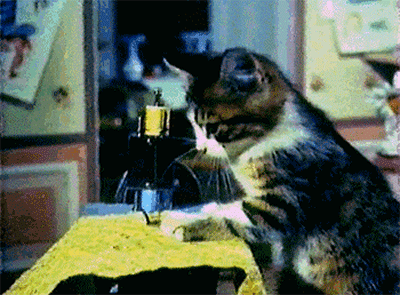 猫咪 聪明 可爱 缝纫