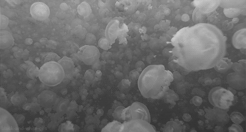 水母 黑白 动物 水下