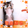 猫咪 可爱 害怕 恶搞
