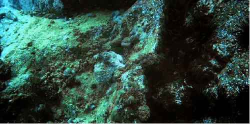 塞舌尔群岛 珊瑚 礁石 纪录片 风景