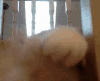 猫咪 玩耍 可爱