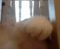 猫咪 玩耍 可爱