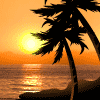大海 夕阳 椰树 景色