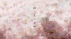 三生石旁 花千骨 古装 小鸟