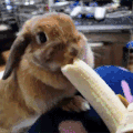香蕉 兔子 吃香蕉 可爱 萌