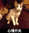 心情开关 猫咪 抓手 地板
