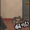 猫 萌宠 动物 soogif soogif出品 啊哒