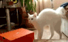 小猫 起身 惊吓 白色