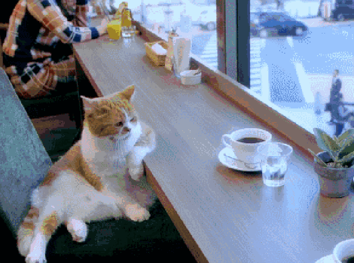 咖啡 猫咪 休闲 享受