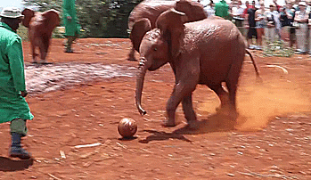 大象 踢球 可爱 动物