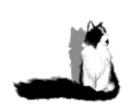 猫咪 尾巴  黑色 仰头