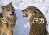 萌宠 财狼 压力对我 难受 呆萌 可爱