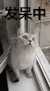 发呆 猫