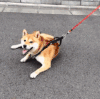 小狗 吐舌头 拖走 可爱