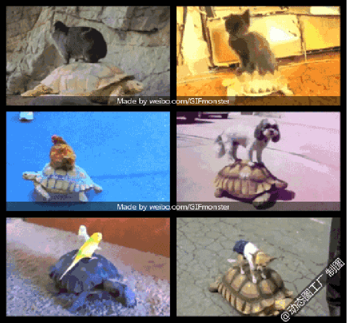 动物 乌龟 爬行 搞笑
