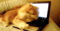 宠物 ~~ 猫 搞笑 萌 睡觉 gif