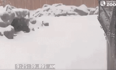 熊猫 国宝 雪地 玩雪