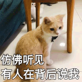 貓 仿佛 說我