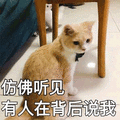 猫 仿佛 说我