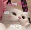 暴漫 猫星人 想你 开心 搞怪 逗