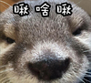 水獭 眯眼 生气 瞅啥瞅