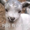 萌宠 小羊 呵呵 有点意思 呆萌 可爱