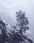 雪 自然 迎客松 中雪 雪花 洁白 冬天