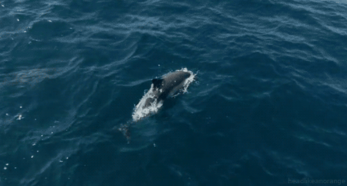 海豚 dolphin 自由