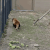 扭屁股 蹦跳 可爱