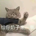 猫咪 闭眼睛 握拳 给你奶子来一拳