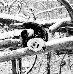 熊猫 国宝 可爱 大熊猫