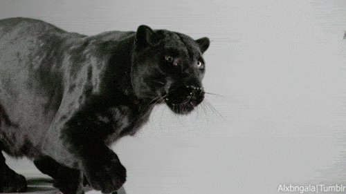 黑色 猫 动物 波动 黑豹 爪