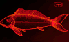 鱼 彩色 fish 动画