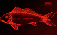 鱼 彩色 fish 动画