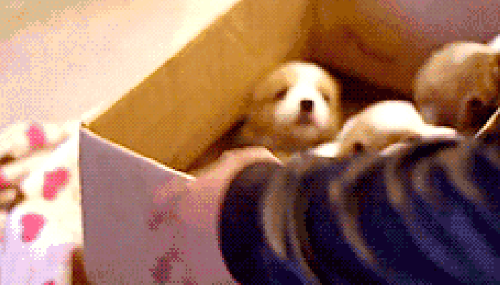 小狗 箱子 可爱 动物
